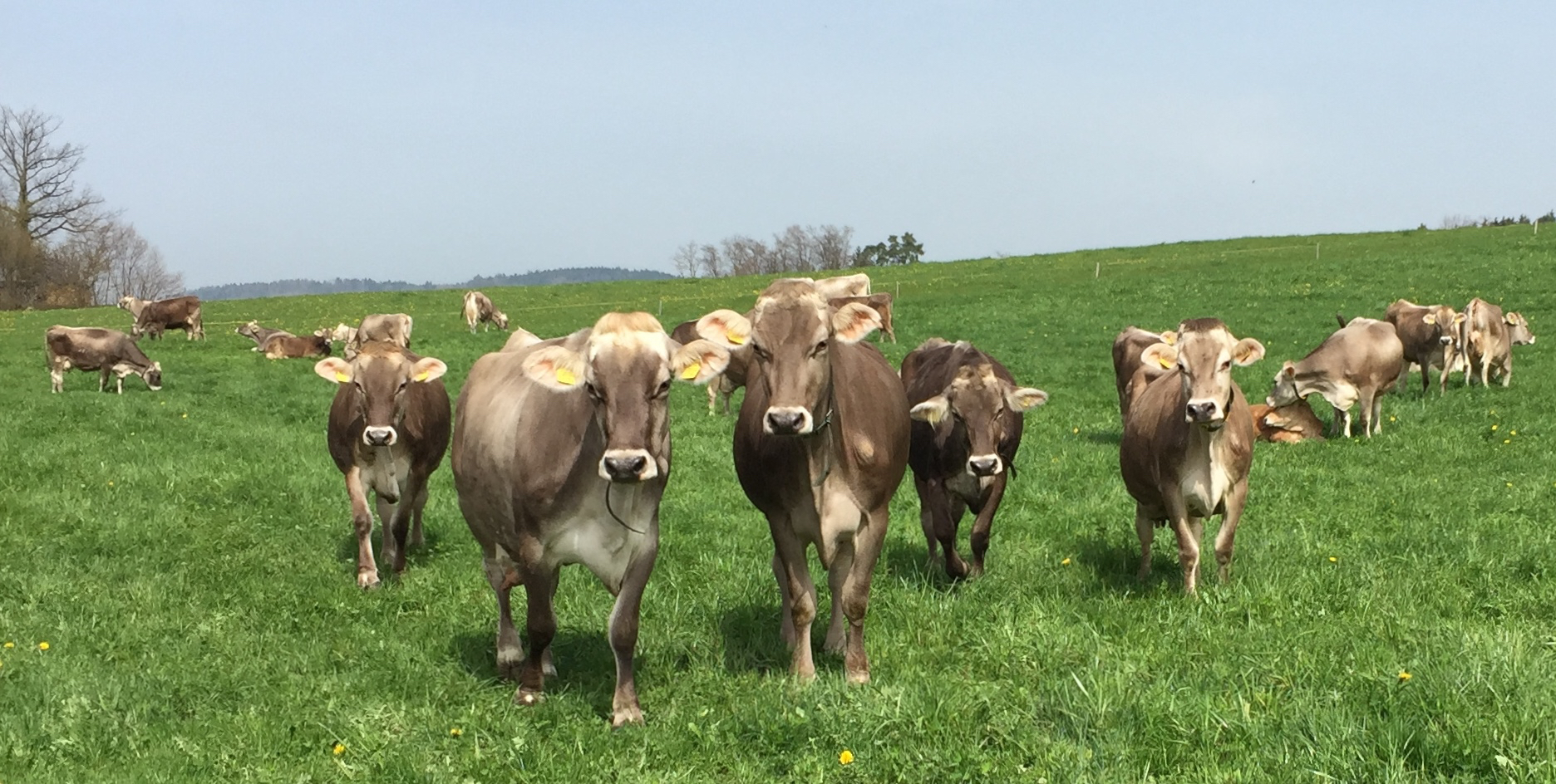 Kühe auf Wiese